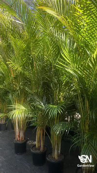 golden cane palm cats Golden Cane Palm | Tropical Indoor Plant