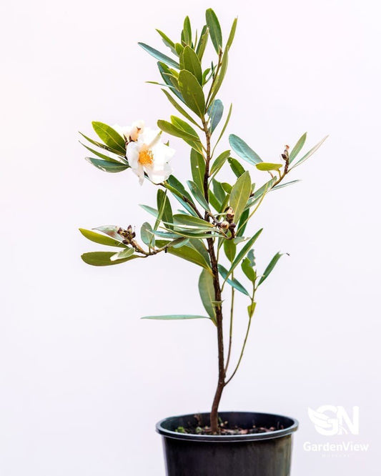 Gordonia Axilaris - Shrubs & Trees - Garden View Nursery