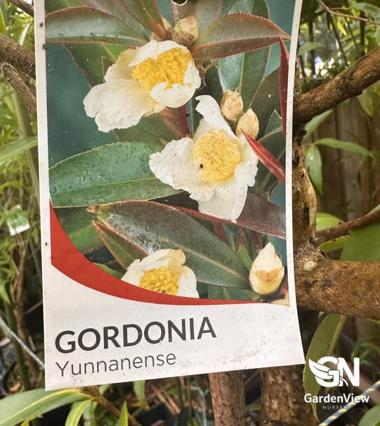 Gordonia Yunnanense Silk Screen - Shrubs & Trees - Garden View Nursery