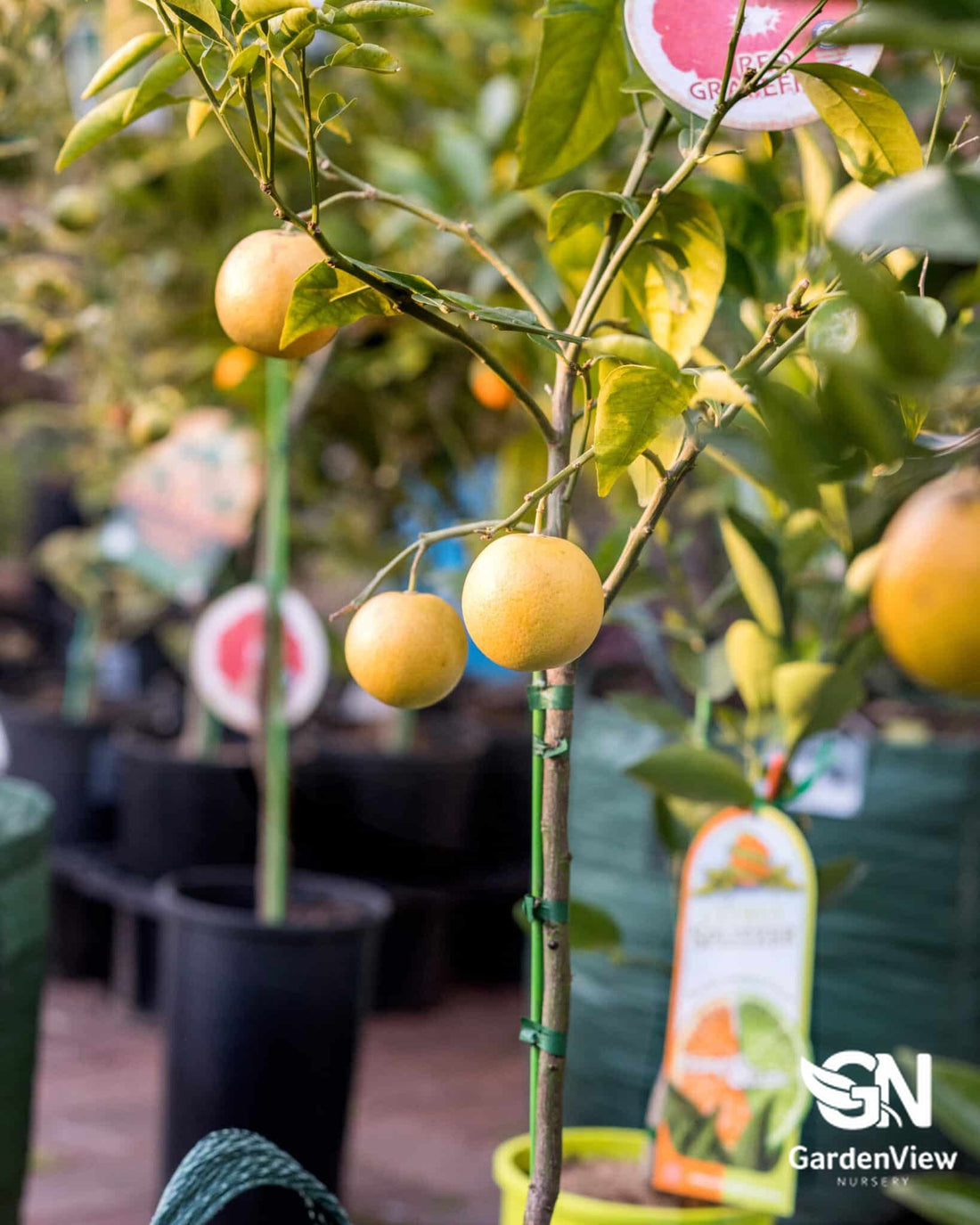 Grapefruit Red - Fruit Trees - Garden View Nursery