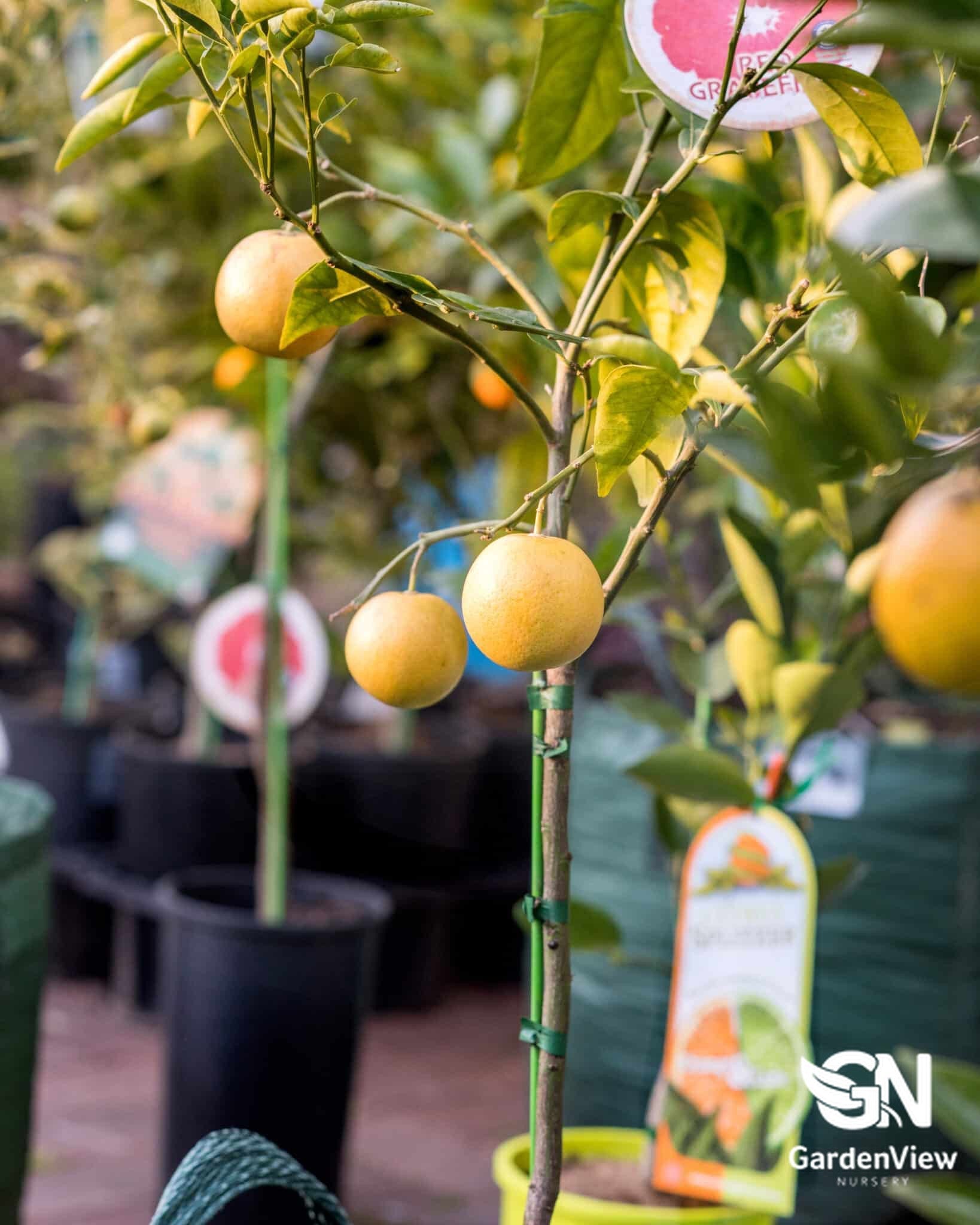 Grapefruit Red - Fruit Trees - Garden View Nursery
