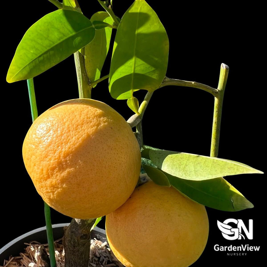 Grapefruit Star Ruby - Fruit Trees - Garden View Nursery