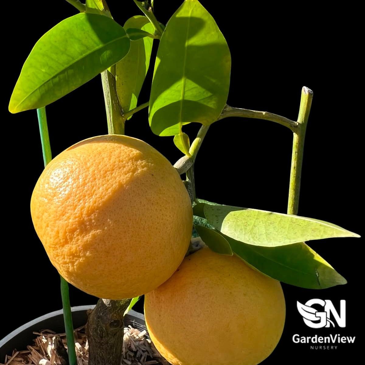 Grapefruit Star Ruby - Fruit Trees - Garden View Nursery