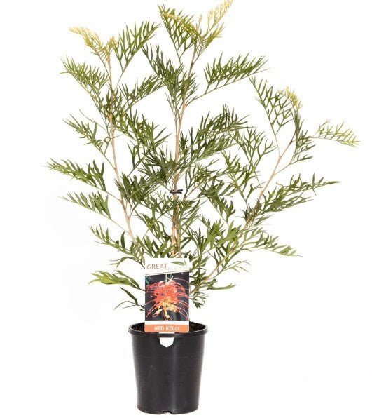 Grevillea Banksii Ned Kelly - Native Shrubs & Trees - Garden View Nursery