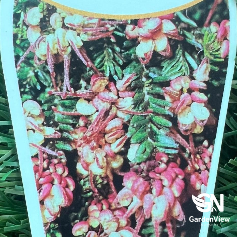 Grevillea Lanigera with pink and cream flowers and green foliage in display