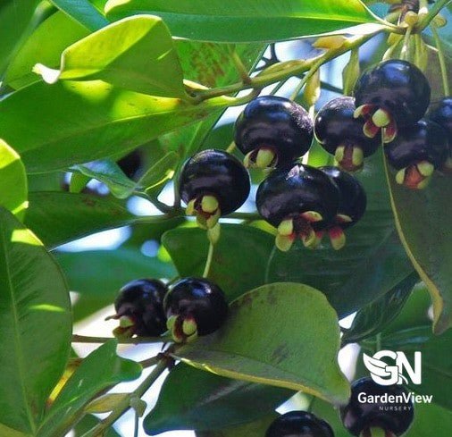Grumichama (Brazilian Cherry) - Fruit Trees - Garden View Nursery
