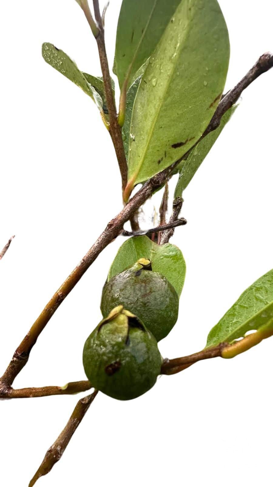 Guava Amman - Fruit Trees - Garden View Nursery