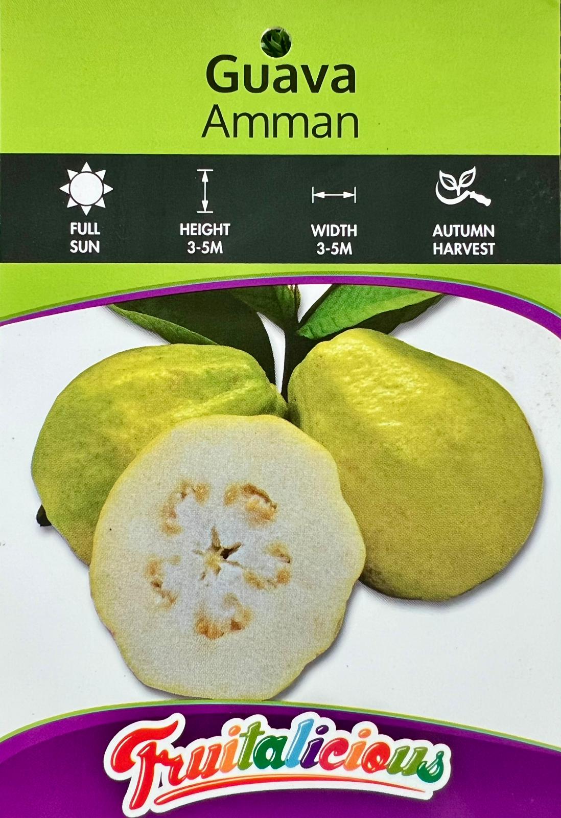Guava Ammann - Fruit Trees - Garden View Nursery