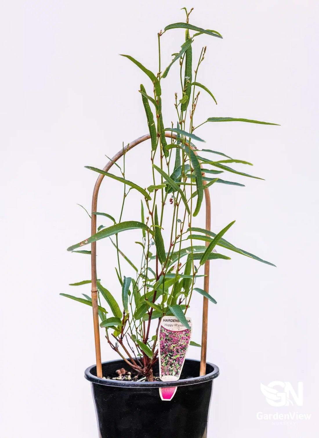 Hardenbergia Violacea (Happy Wanderer) - Shrubs & Trees - Garden View Nursery