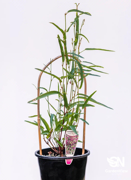 Hardenbergia Violacea (Happy Wanderer) - Shrubs & Trees - Garden View Nursery