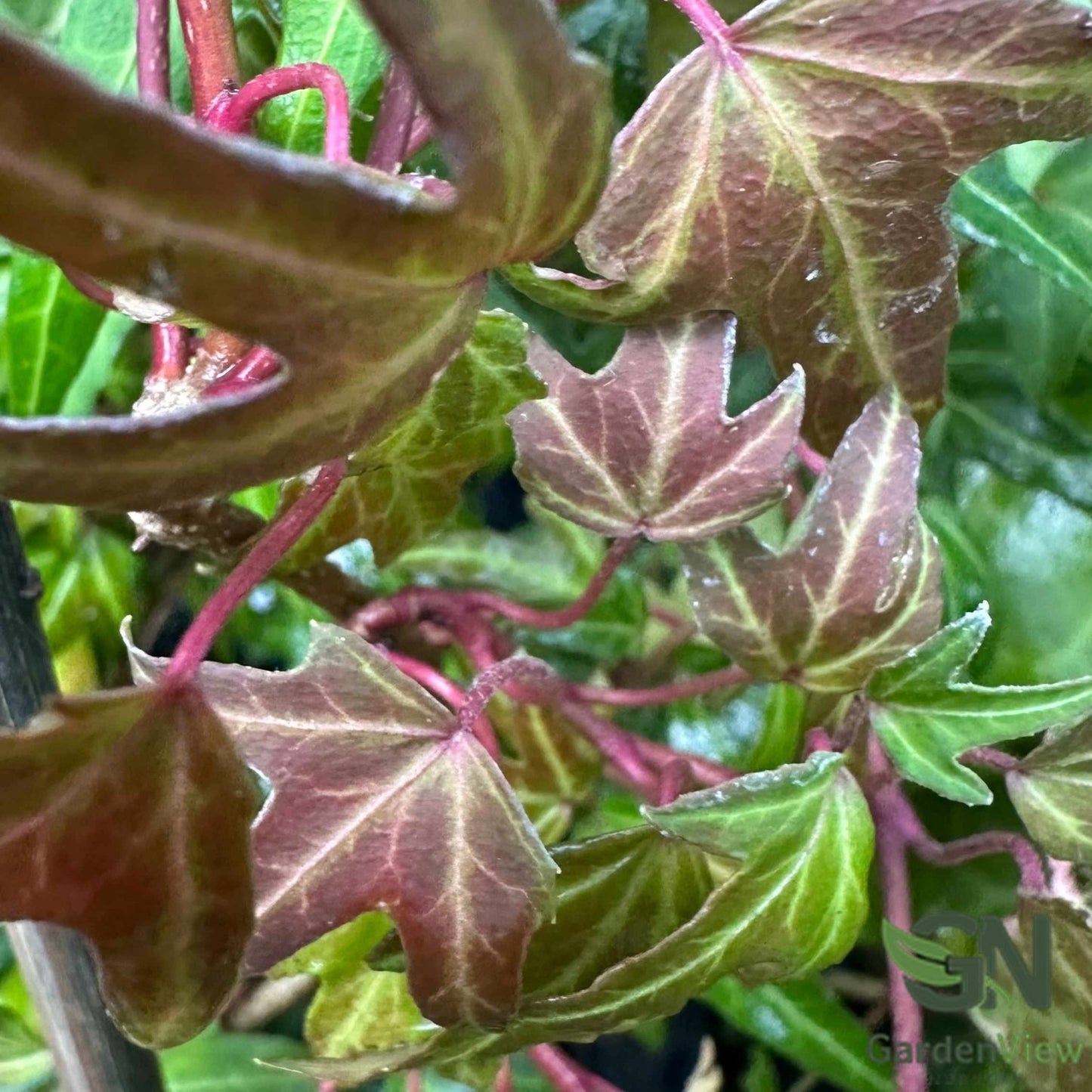 Hedera Ivy - Climbers & Ground Covers - Garden View Nursery