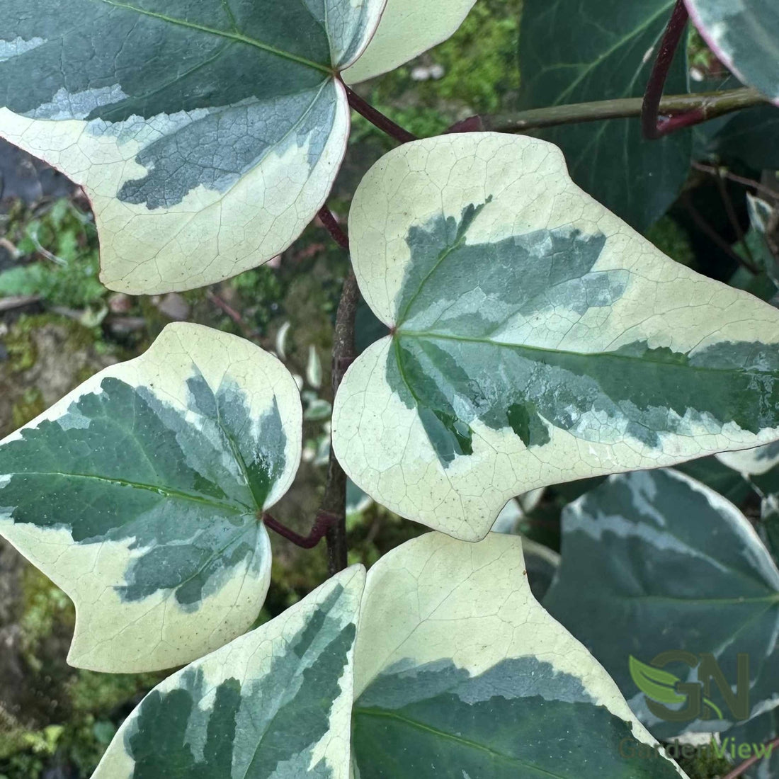 Hedera Ivy - Climbers & Ground Covers - Garden View Nursery