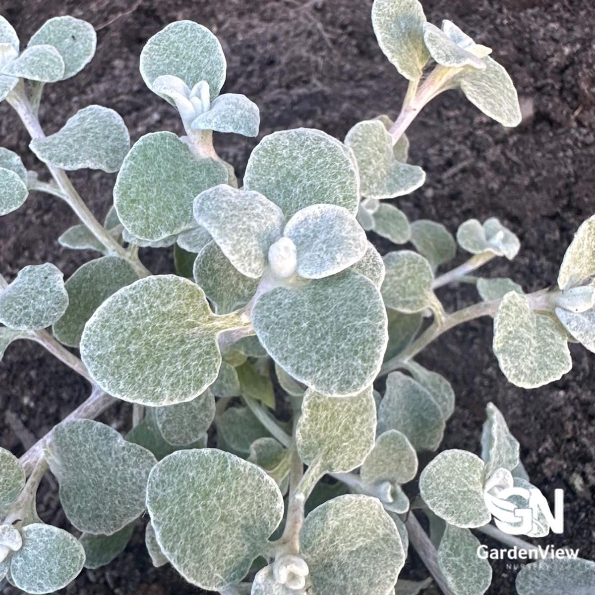 Helichrysum Petiolare Licorice Plant with silvery-grey rounded leaves in dark soil background