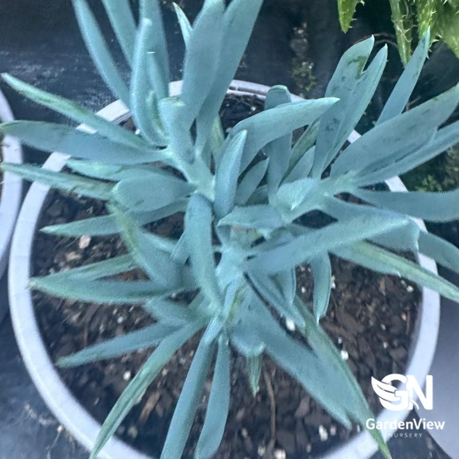 Helichrysum Petiolare Licorice Plant with silvery-blue foliage in white pot