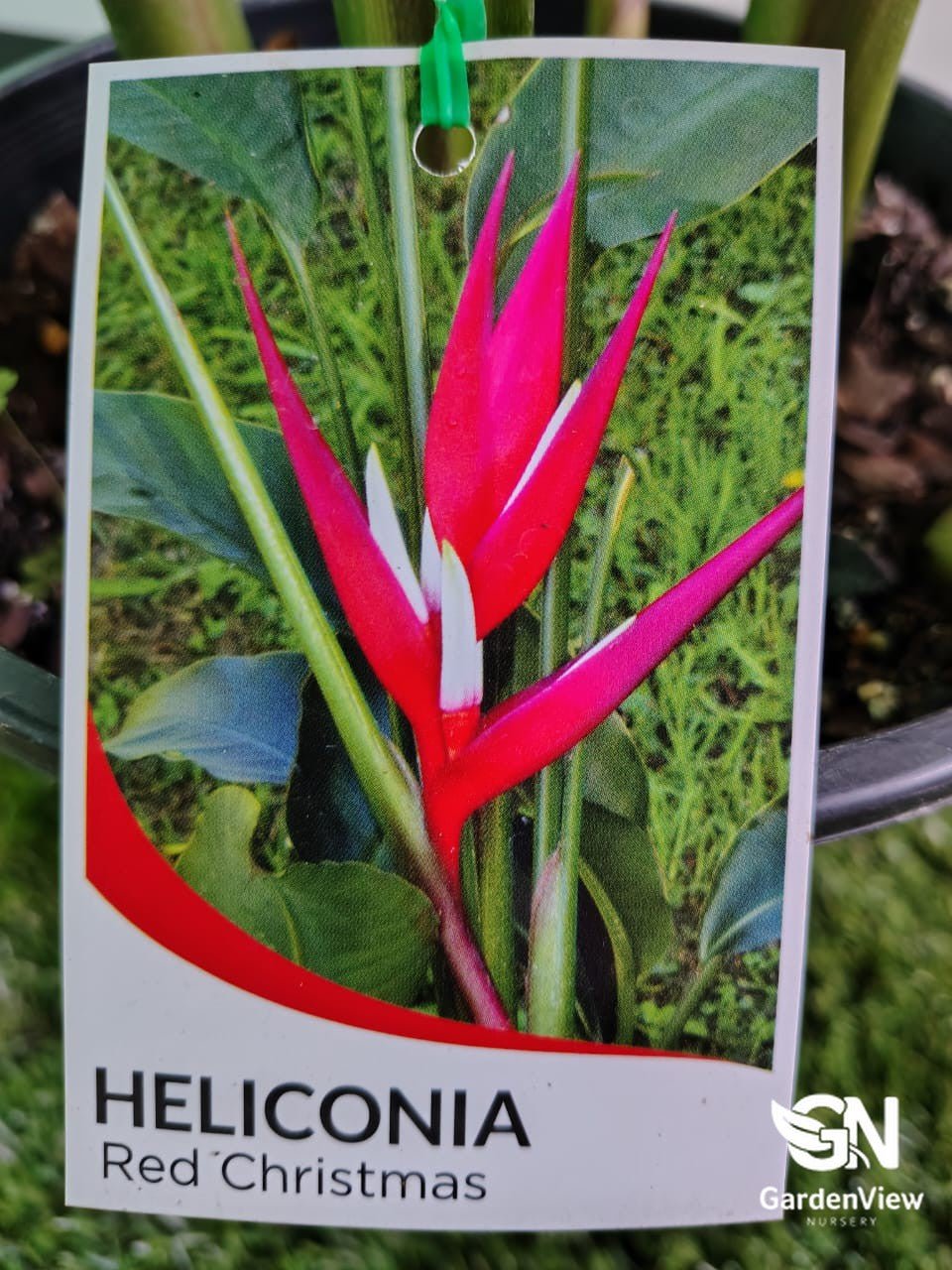 Heliconia Angusta Red Christmas - Palms & Tropical - Garden View Nursery