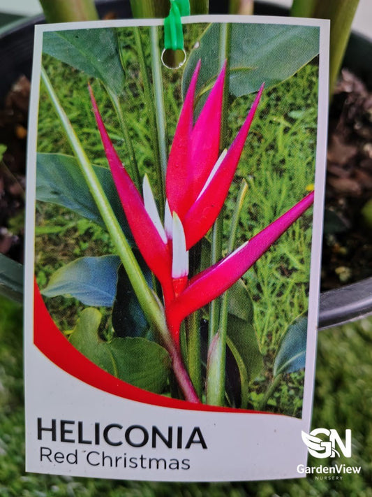 Heliconia Angusta Red Christmas - Palms & Tropical - Garden View Nursery