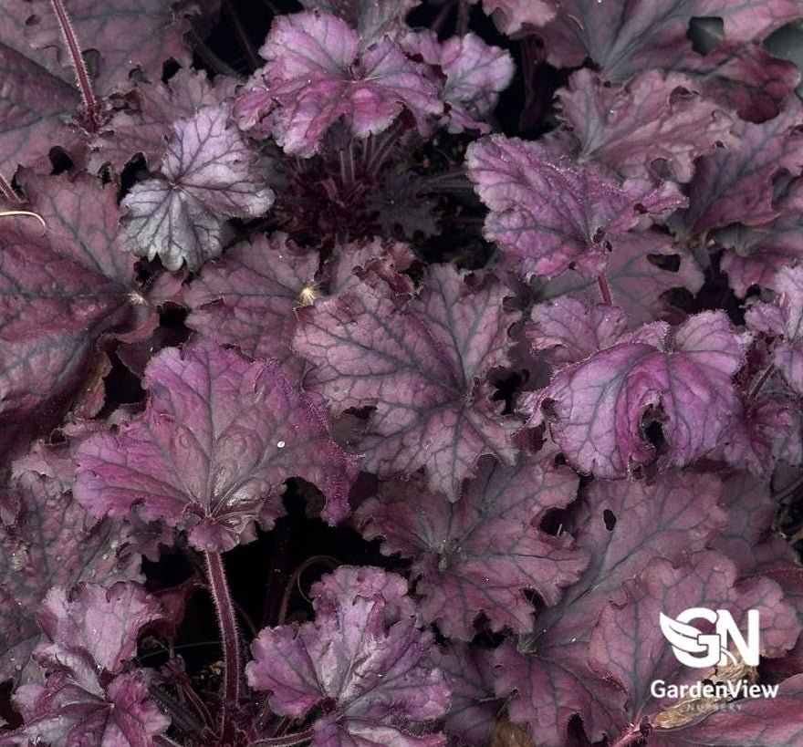 Heuchera Berry Smoothie - Climbers & Ground Covers - Garden View Nursery