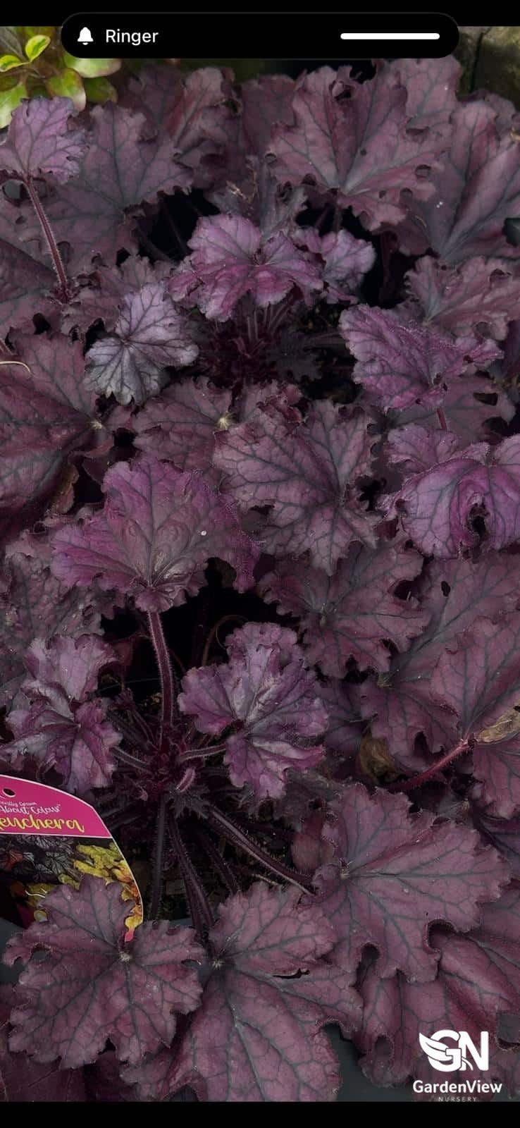 Heuchera Forever Purple Hanging Basket - Climbers & Ground Covers - Garden View Nursery