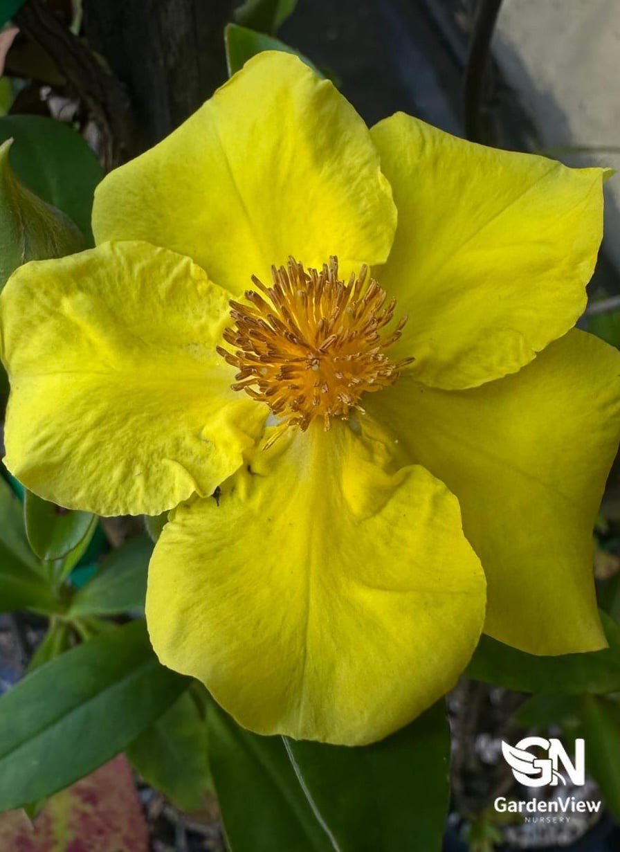 Hibbertia Scandens - Shrubs & Trees - Garden View Nursery