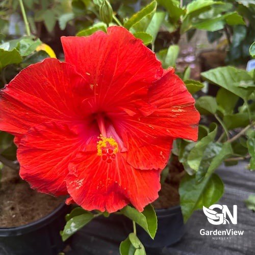 Hibiscus Assorted - Shrubs & Trees - Garden View Nursery