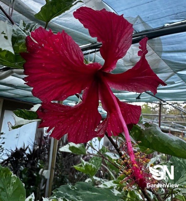 Hibiscus Cooperi - Shrubs & Trees - Garden View Nursery