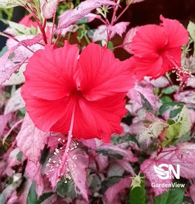Hibiscus Variegated - Shrubs & Trees - Garden View Nursery