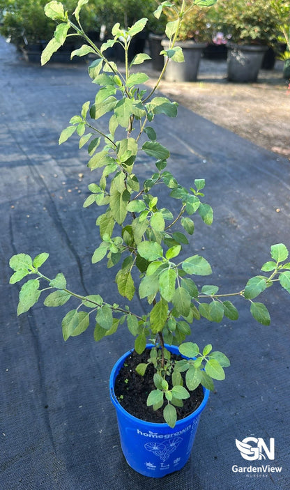 Holy Basil (Tulsi) - Indoor Plants - Garden View Nursery