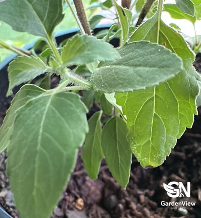 Holy Basil (Tulsi) - Indoor Plants - Garden View Nursery