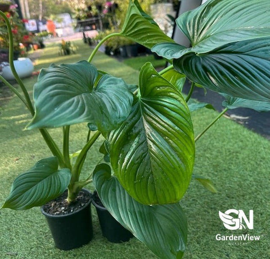 Homalomena Green - Indoor Plants - Garden View Nursery