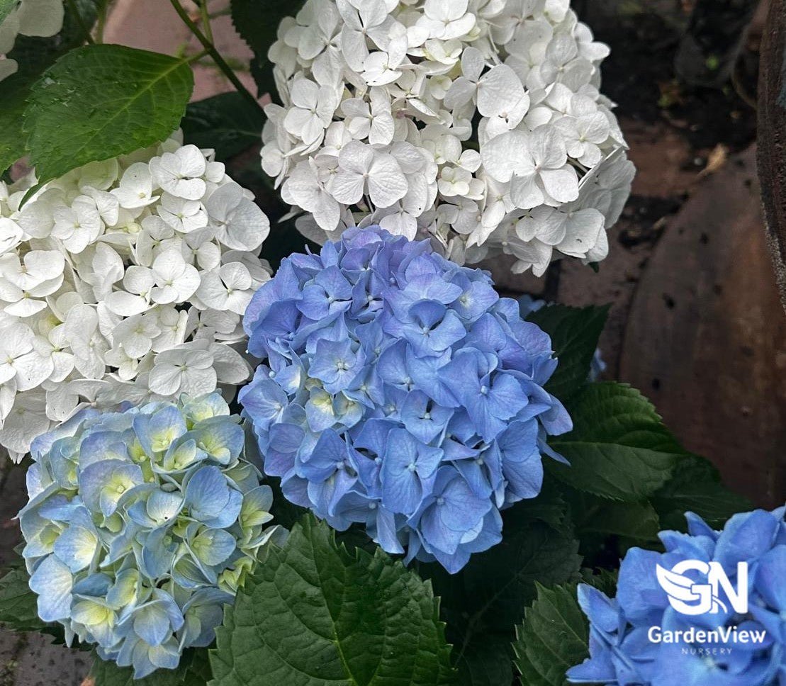 Hydrangea Assorted - Shrubs & Trees - Garden View Nursery
