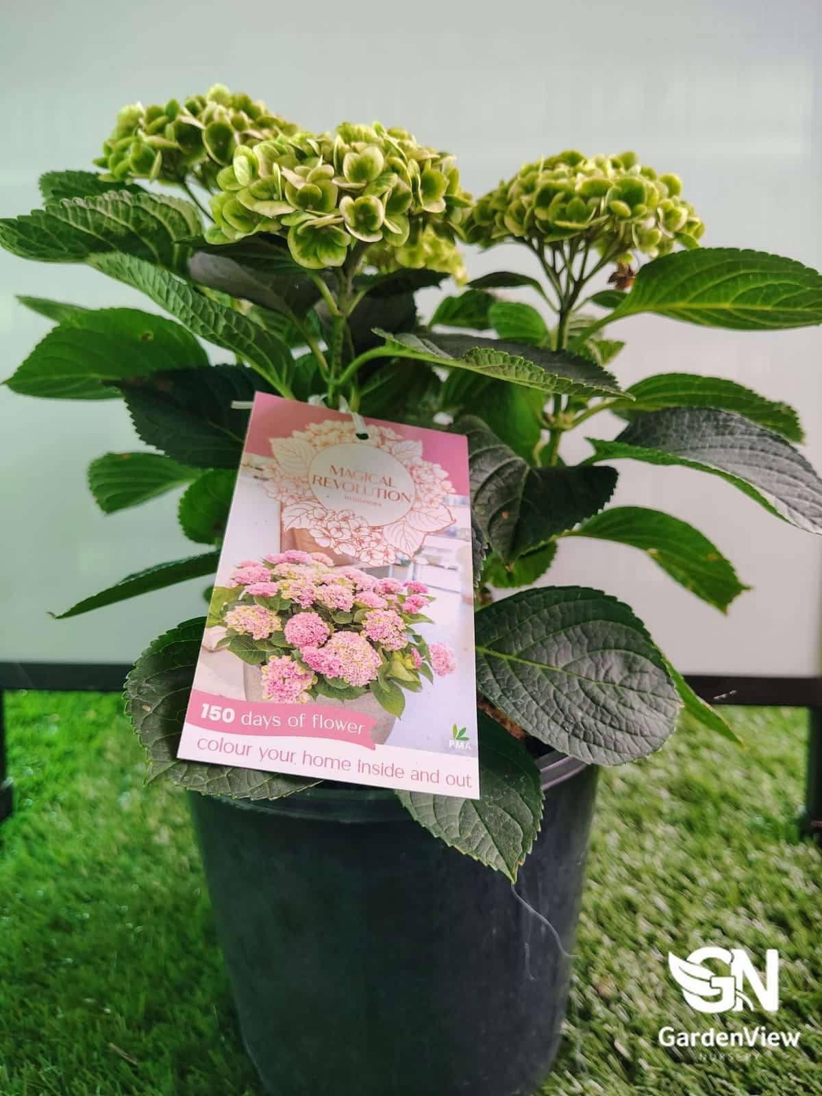 Hydrangea Magic Revolution - Shrubs & Trees - Garden View Nursery