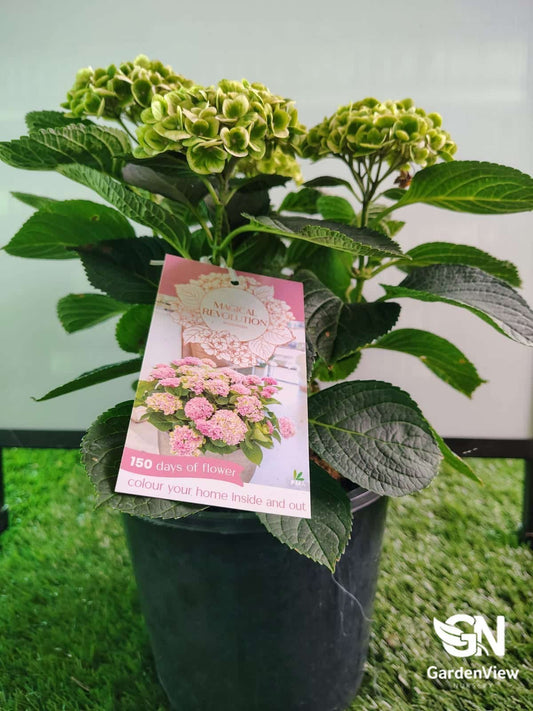 Hydrangea Magic Revolution - Shrubs & Trees - Garden View Nursery