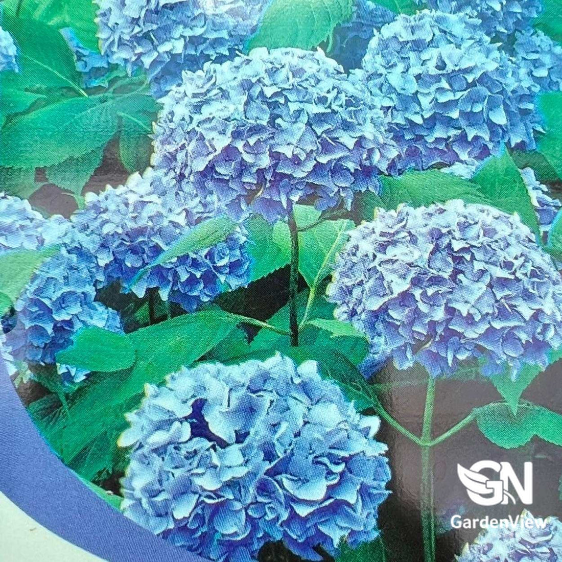 Hydrangea Macrophylla Blue with vibrant blue flower clusters and green foliage in bloom