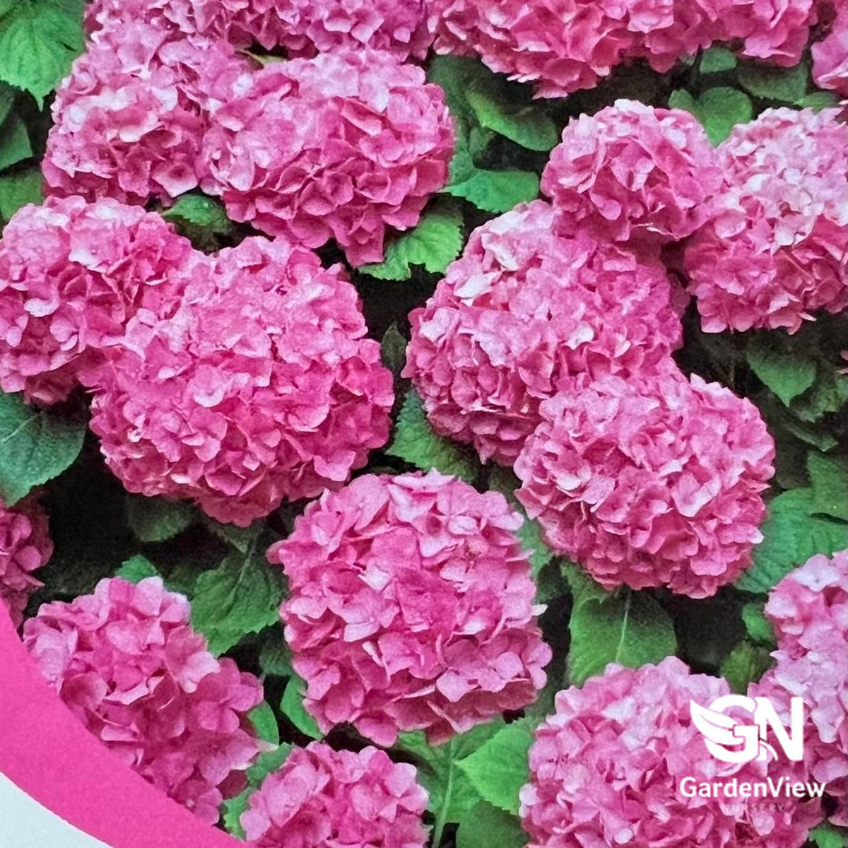 Hydrangea Macrophylla Pink with vibrant pink blooms and green foliage in pink pot