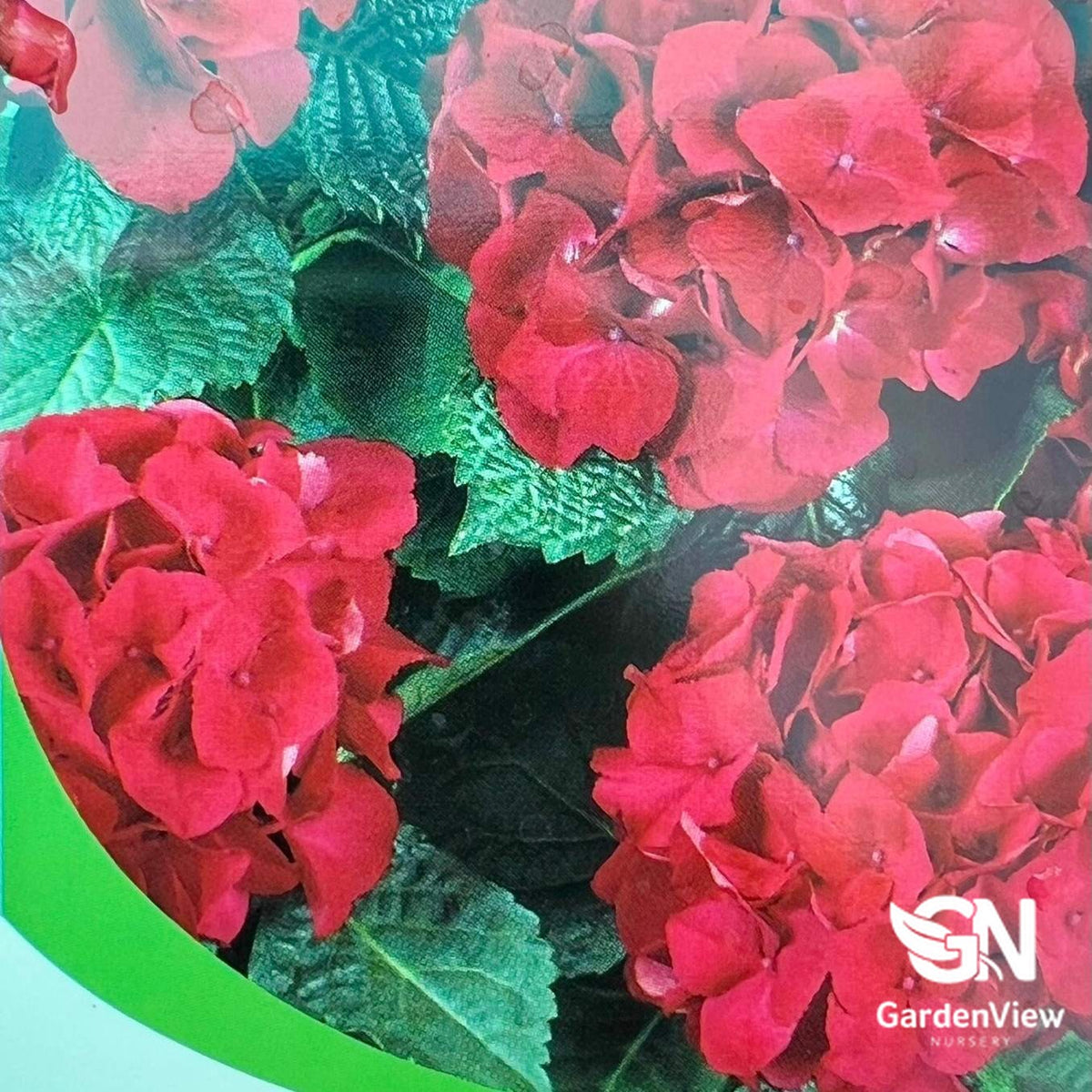 Hydrangea Macrophylla Red with vibrant red blooms and green leaves in pot