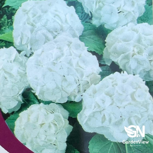 Hydrangea Macrophylla White with full blooming white flowers and green foliage