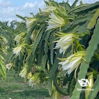 Hylocereus Scotts Purple (Dragon Fruit) - Fruit Trees - Garden View Nursery
