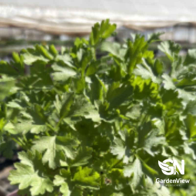 Petroselinum Crispum Parsley with vibrant green curly leaves in growing container