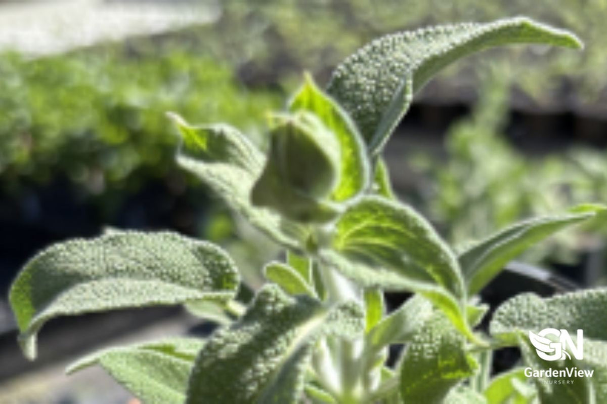 Salvia Officinalis Sage plant with silvery-green fuzzy leaves in garden setting