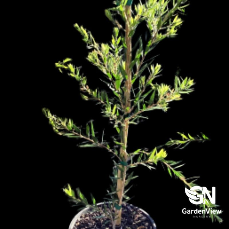 Callistemon Viminalis 'Slim' young plant with green foliage in black pot