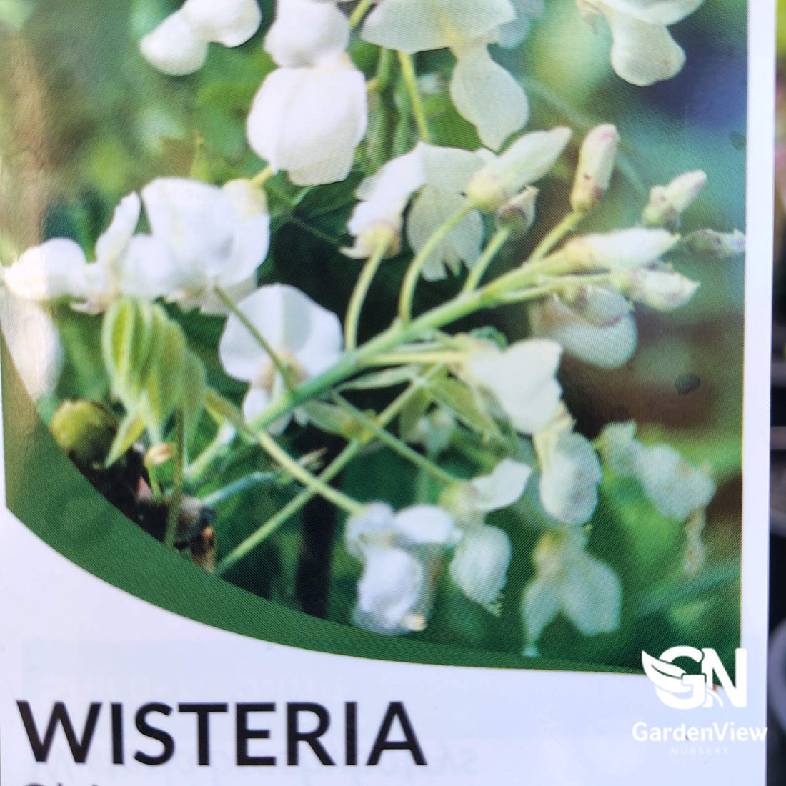 Wisteria Brachybotrys 'Shiro Kapitan' with white flowering blooms and green foliage