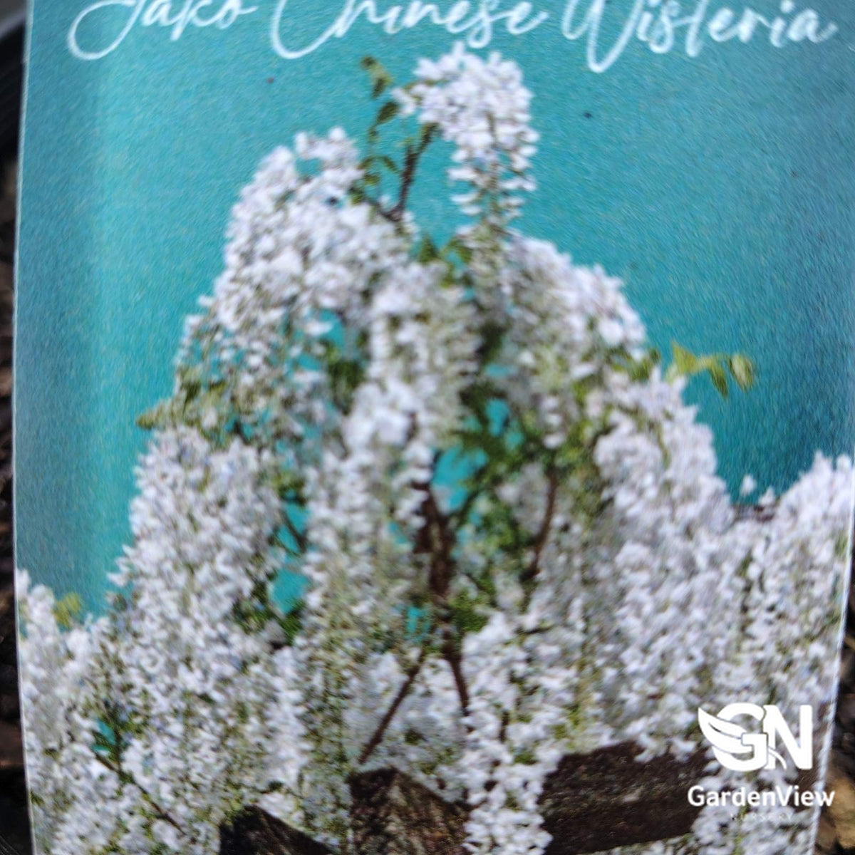 Wisteria Sinensis 'Jako Chinese' with cascading white flowers against turquoise background on label