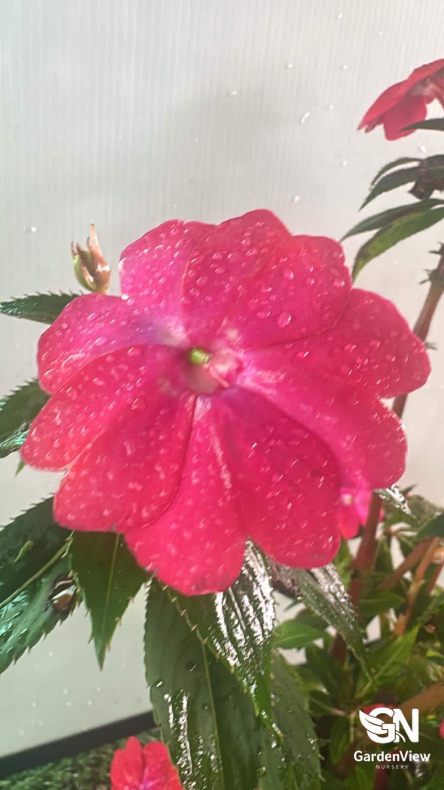 Impatiens Assorted - Shrubs & Trees - Garden View Nursery