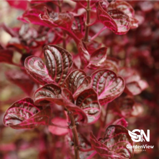Iresine Herbstii (Blood Leaf) - Indoor Plants - Garden View Nursery