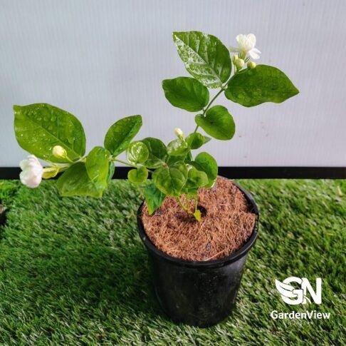 Jasmine Sambac Biblical - Climbers & Ground Covers - Garden View Nursery