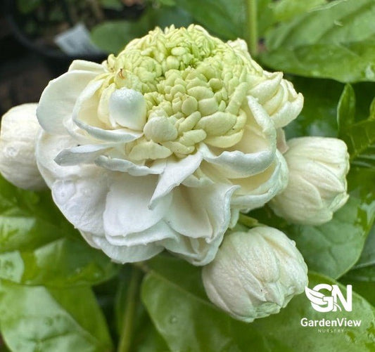 Jasmine Sambac Emperor - Climbers & Ground Covers - Garden View Nursery