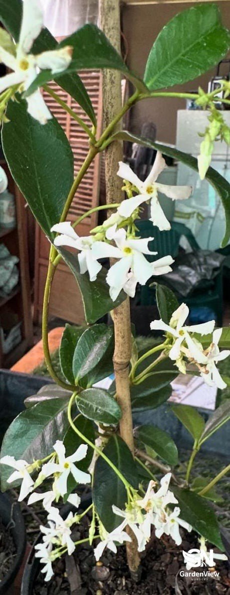 Jasmine Trachelospermum - Climbers & Ground Covers - Garden View Nursery