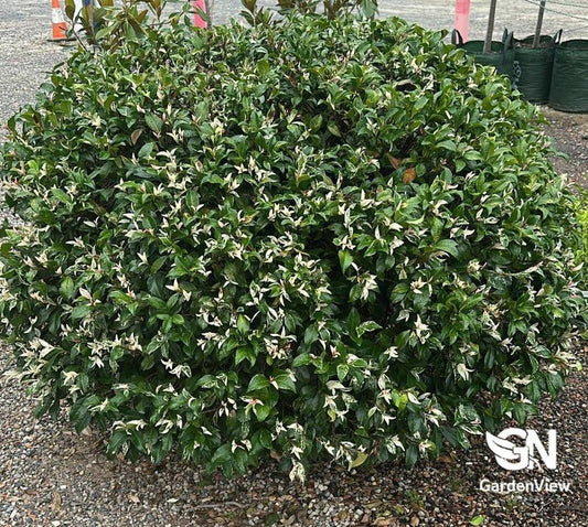 Jasmine Trachelospermum Tricolour - Climbers & Ground Covers - Garden View Nursery