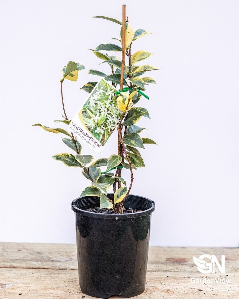 Jasmine Variegated - Climbers & Ground Covers - Garden View Nursery