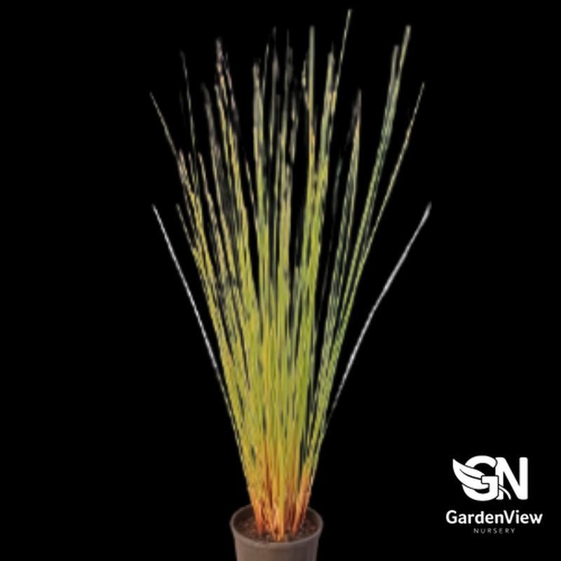 Juncus Usitatus Common Rush - Ground Covers - Garden View Nursery